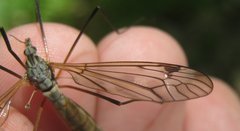 Tipula pseudovariipennis