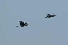 Corvus macrorhynchos levaillantii