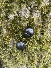 Daldinia concentrica