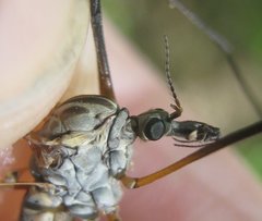 Tipula pseudovariipennis