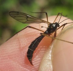 Ptychoptera minuta