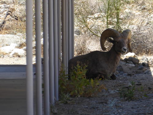 iNaturalist observation photo of Desert Bighorn Sheep