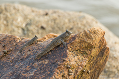 Periophthalmus chrysospilos