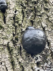 Daldinia concentrica