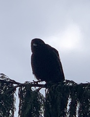 Corvus brachyrhynchos