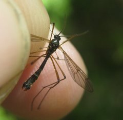 Ptychoptera minuta