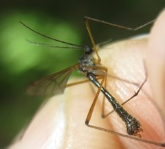 Ptychoptera minuta