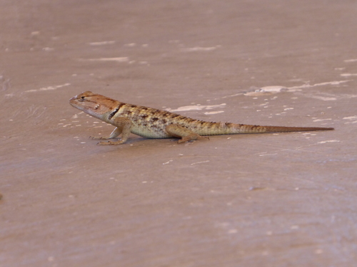 iNaturalist observation photo of Desert Spiny Lizard