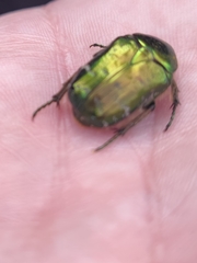 Cetonia aurata
