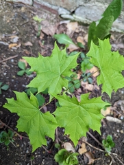 Acer platanoides