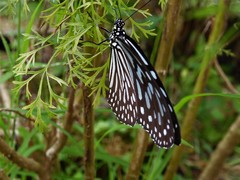 Ideopsis vulgaris macrina