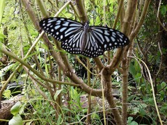 Ideopsis vulgaris macrina