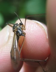Ptychoptera albimana