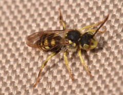 Nomada luteoloides