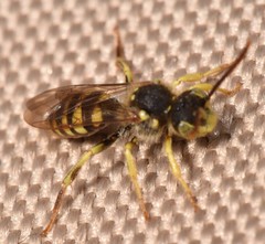 Nomada luteoloides