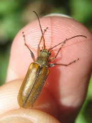 Cortodera humeralis