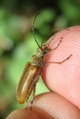 Cortodera humeralis