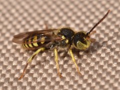 Nomada luteoloides