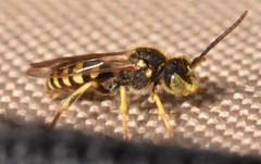Nomada luteoloides