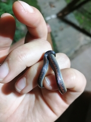 Atractus werneri
