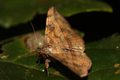 Anticarsia rubricans