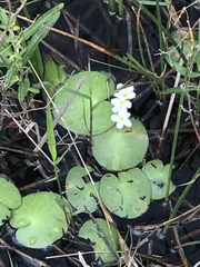 Nymphoides aquatica