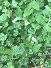 Malva neglecta