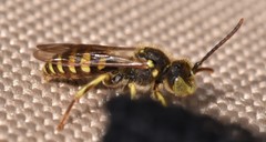 Nomada luteoloides