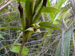 Maxillaria brevifolia