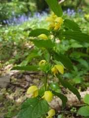 Lamium galeobdolon