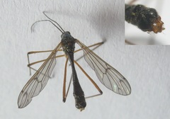 Ptychoptera minuta