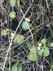 Nymphoides aquatica