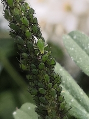 Macrosiphum rosae