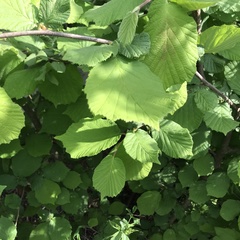 Corylus avellana