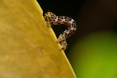 Achrosis incitata
