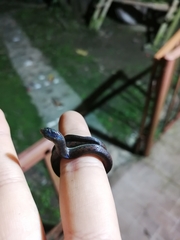 Atractus werneri
