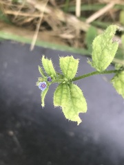 Asperugo procumbens