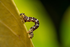 Achrosis incitata