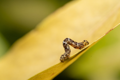 Achrosis incitata