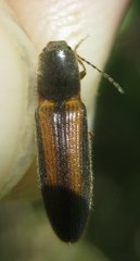 Athous vittatus