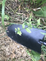 Asperugo procumbens