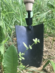 Asperugo procumbens