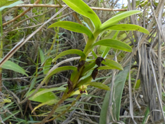 Maxillaria brevifolia