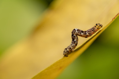 Achrosis incitata