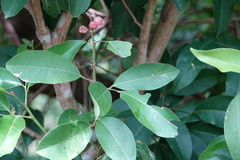 Glycosmis parviflora