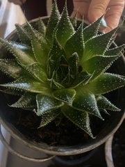 Aristaloe