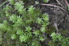 Plagiomnium undulatum