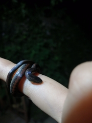 Atractus werneri