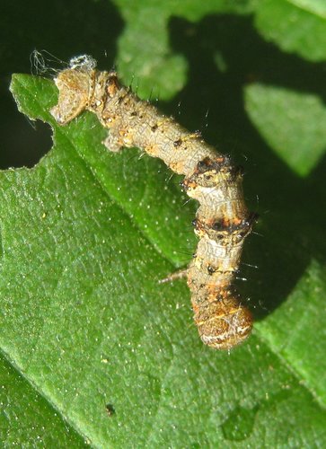 Phigalia pilosaria