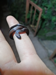 Atractus werneri